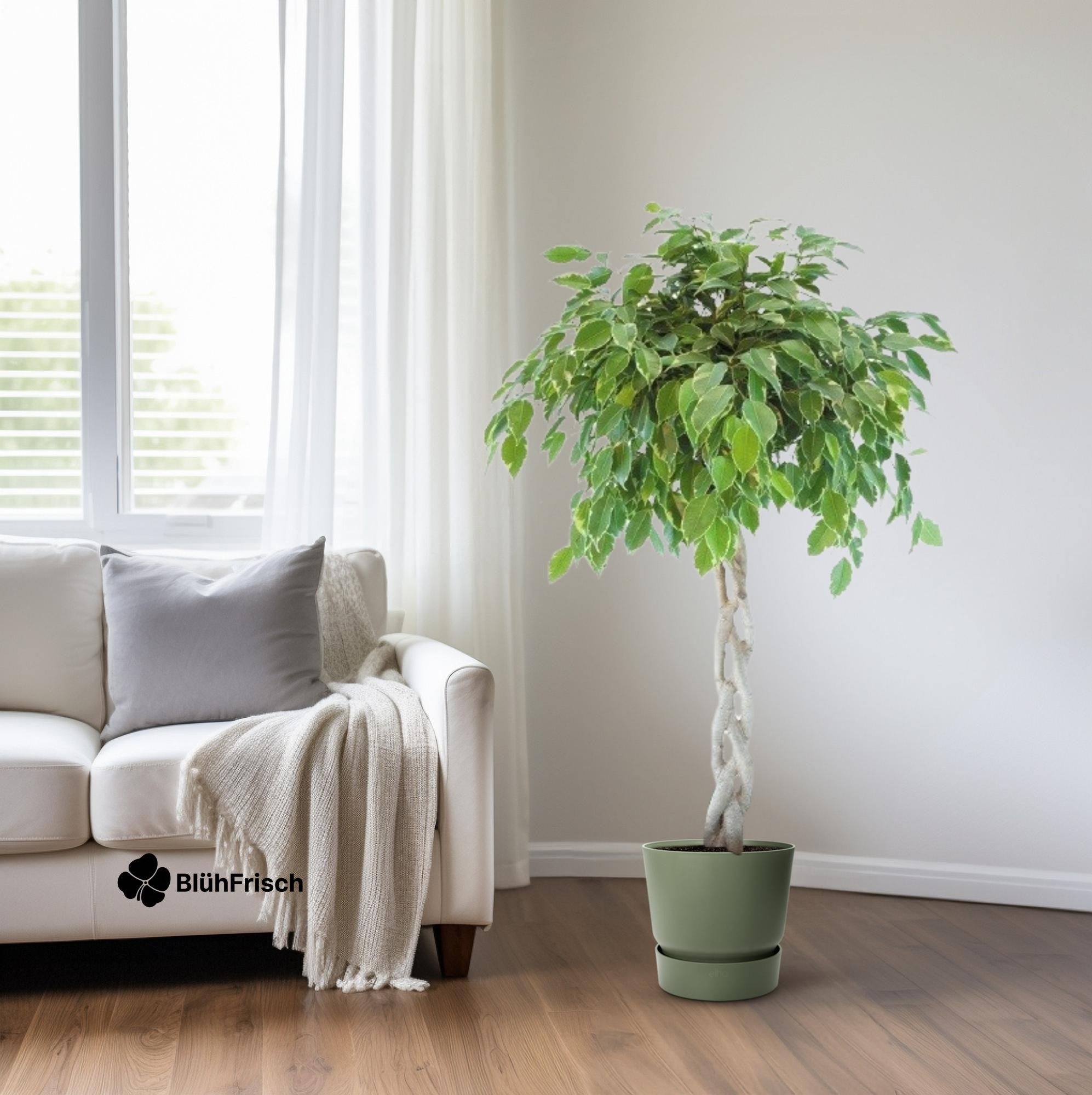 Ficus Safrana / Golden King Gevlochten - Ø27cm - ↕110cm