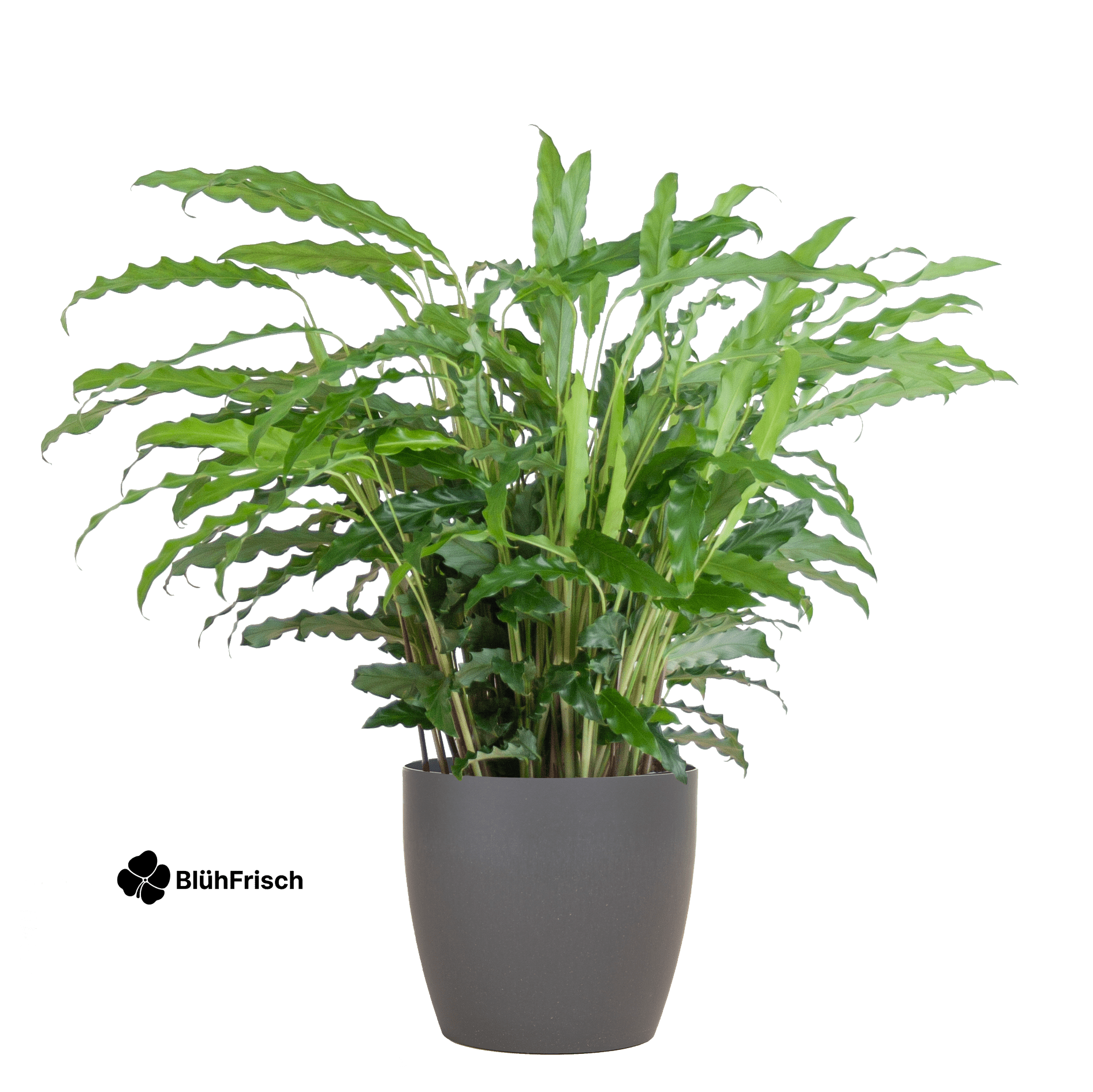 Calathea Rufibarba mit Viber Grau - 55cm - Ø17