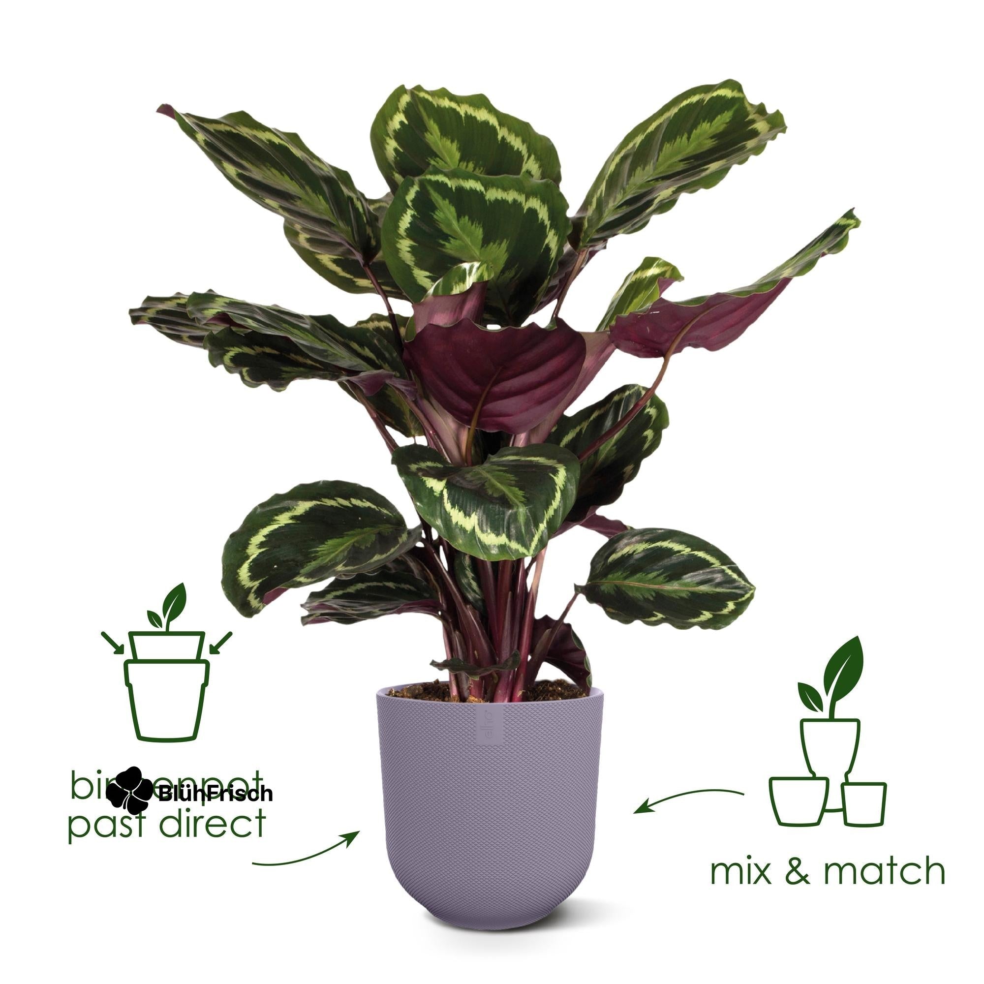 Pot elho Jazz Round tuscan red - D14 x H13