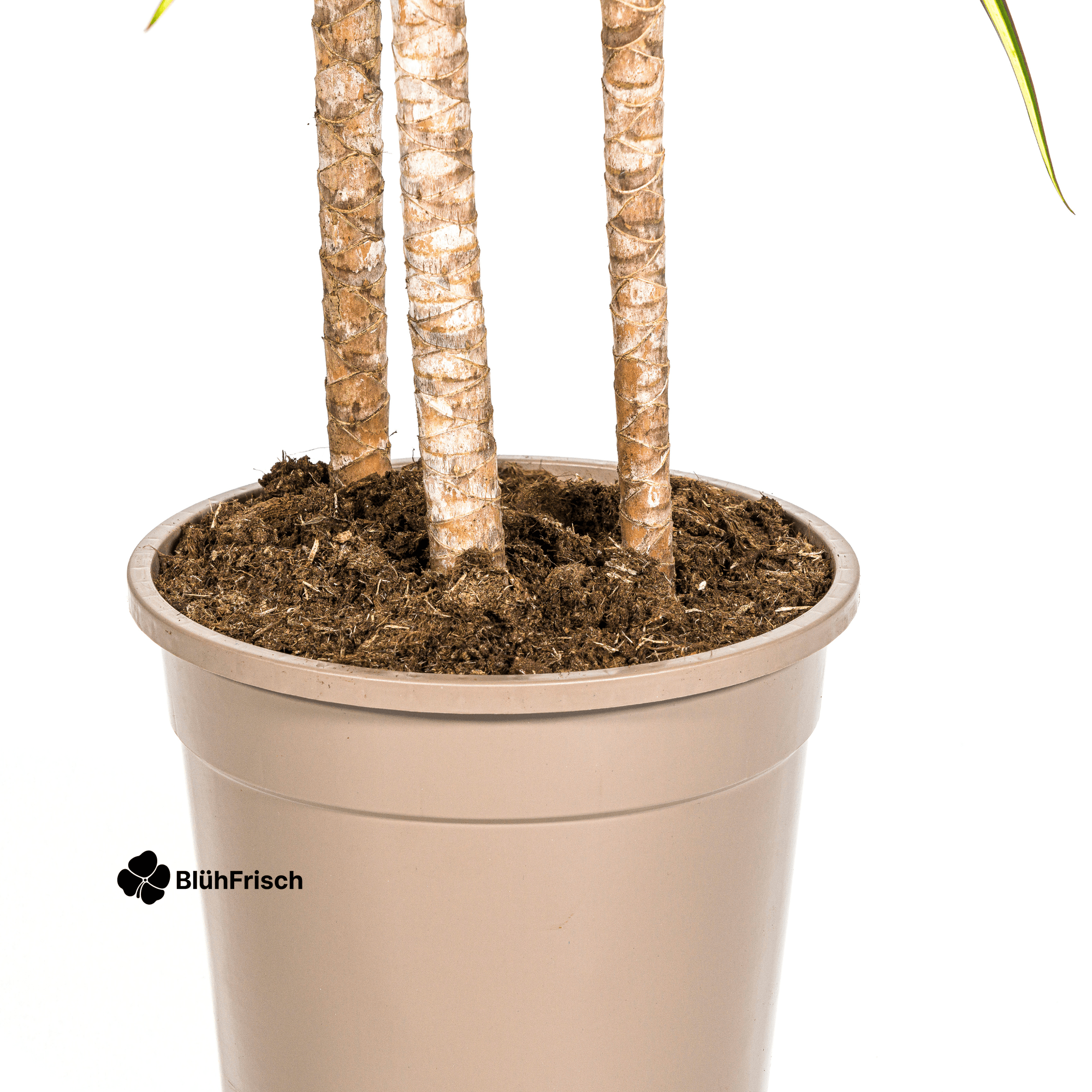 Dracaena Marginata Sunray mit Korb 130 - 150cm