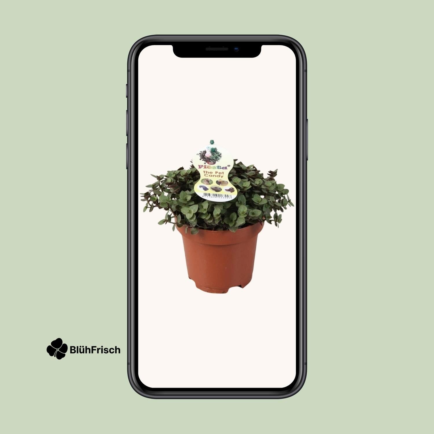 Calissia Repens - Ø12cm - ↕17cm