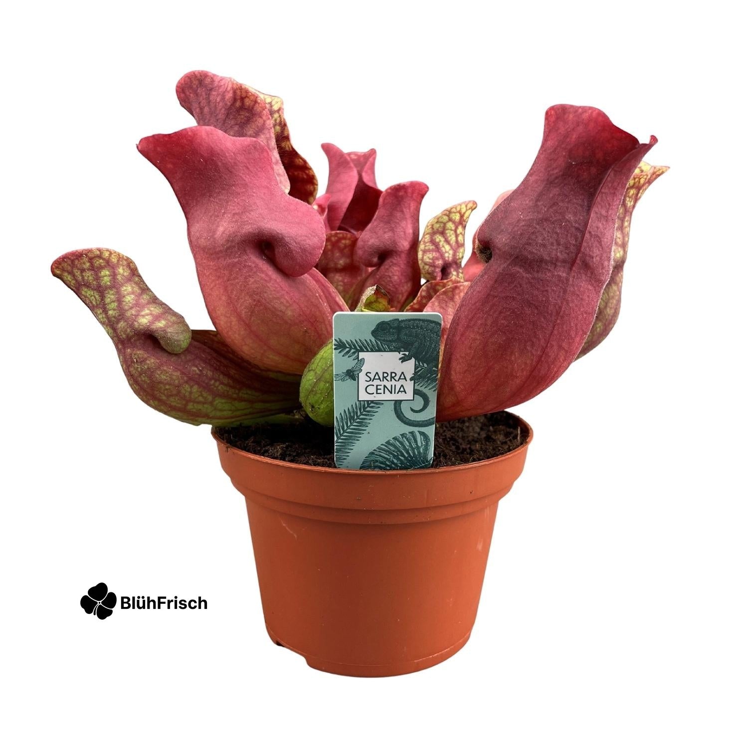 Sarracenia Maroon - Ø12 ↕23