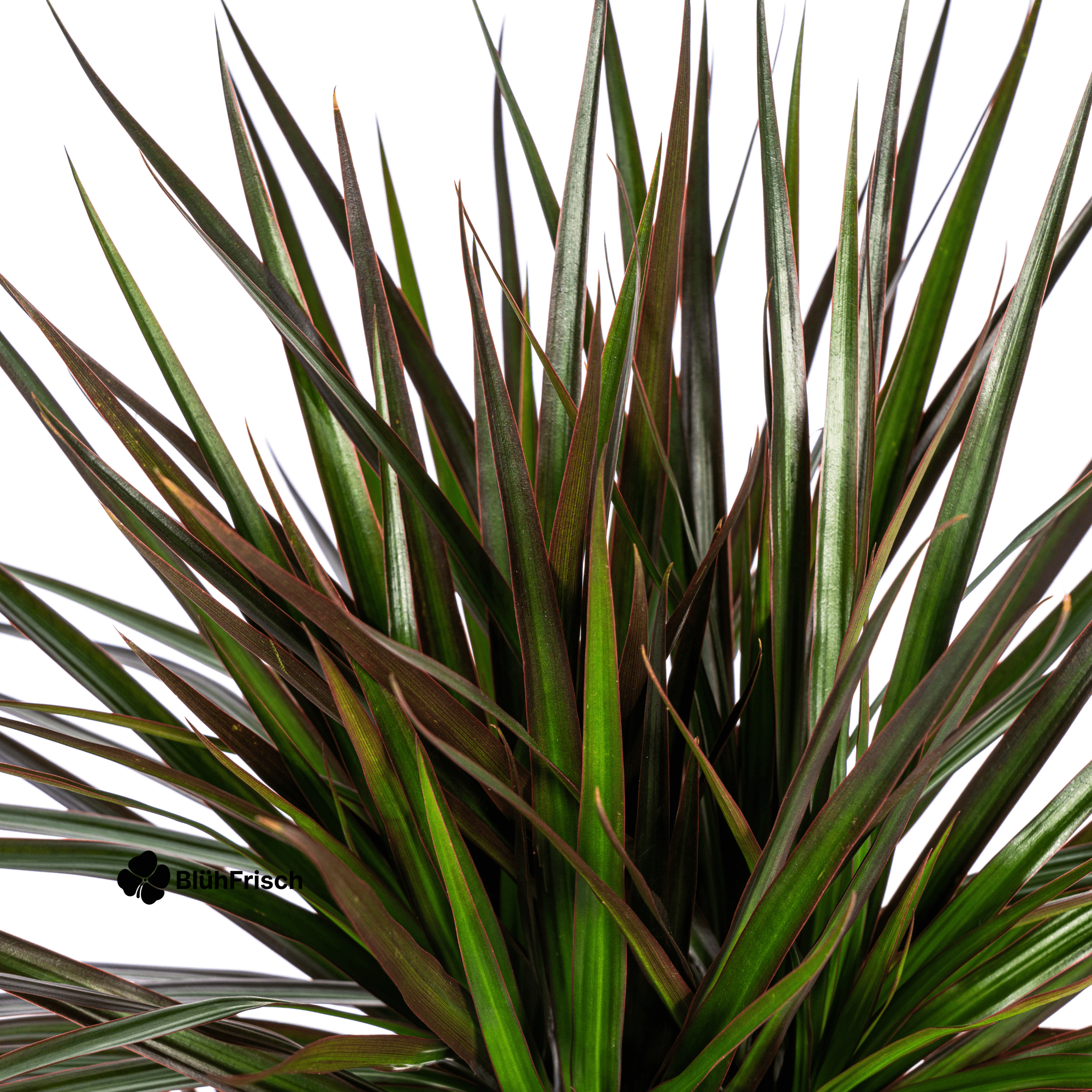 Dracaena Marginata Magenta mit Korb 130 - 150cm