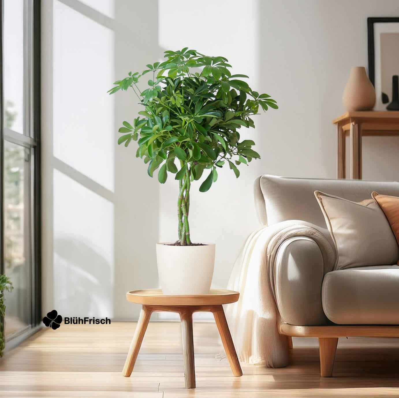 Schefflera Arab Nora mit Viber weiß – 70 cm – Ø21