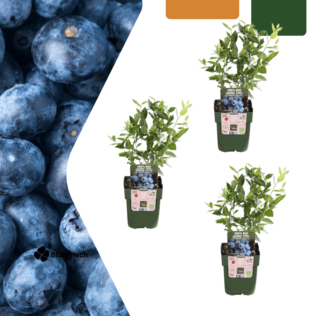 3 x Heidelbeerpflanzen BIO – Ø 13 cm – ↨ 20 cm