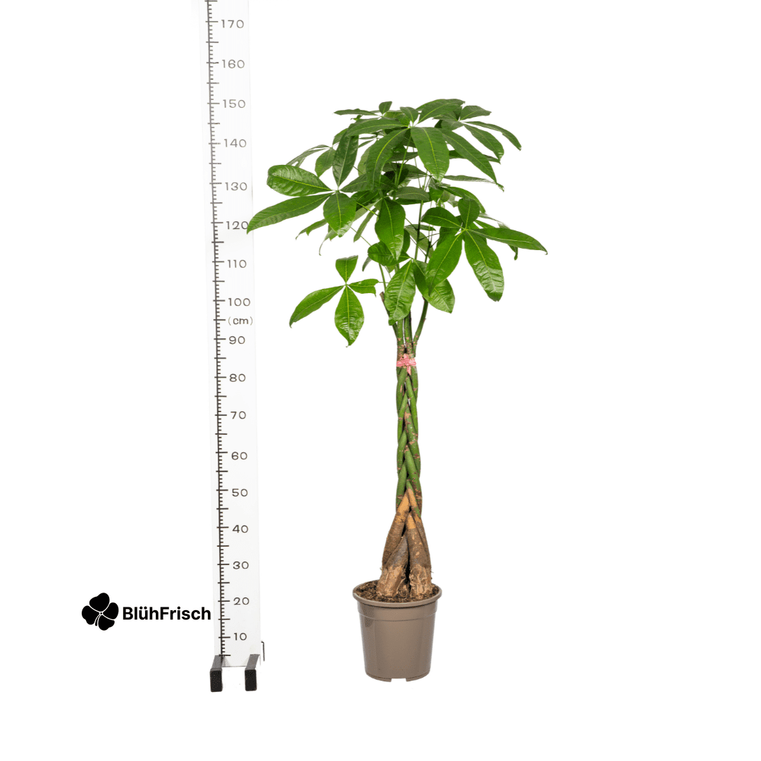 Pachira Aquatica Ø24cm - ↕120 - 140cm