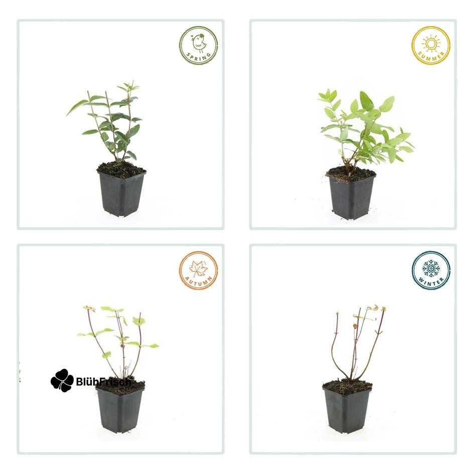 24x Hypericum inodorum 'Rheingold' - ↕10-25cm - Ø9cm