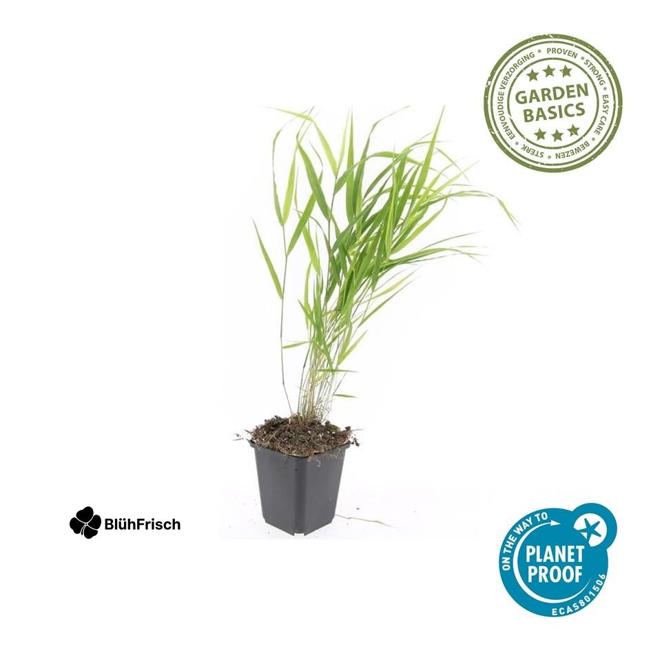 48x Hakonechloa macra - ↕10-25cm - Ø9cm