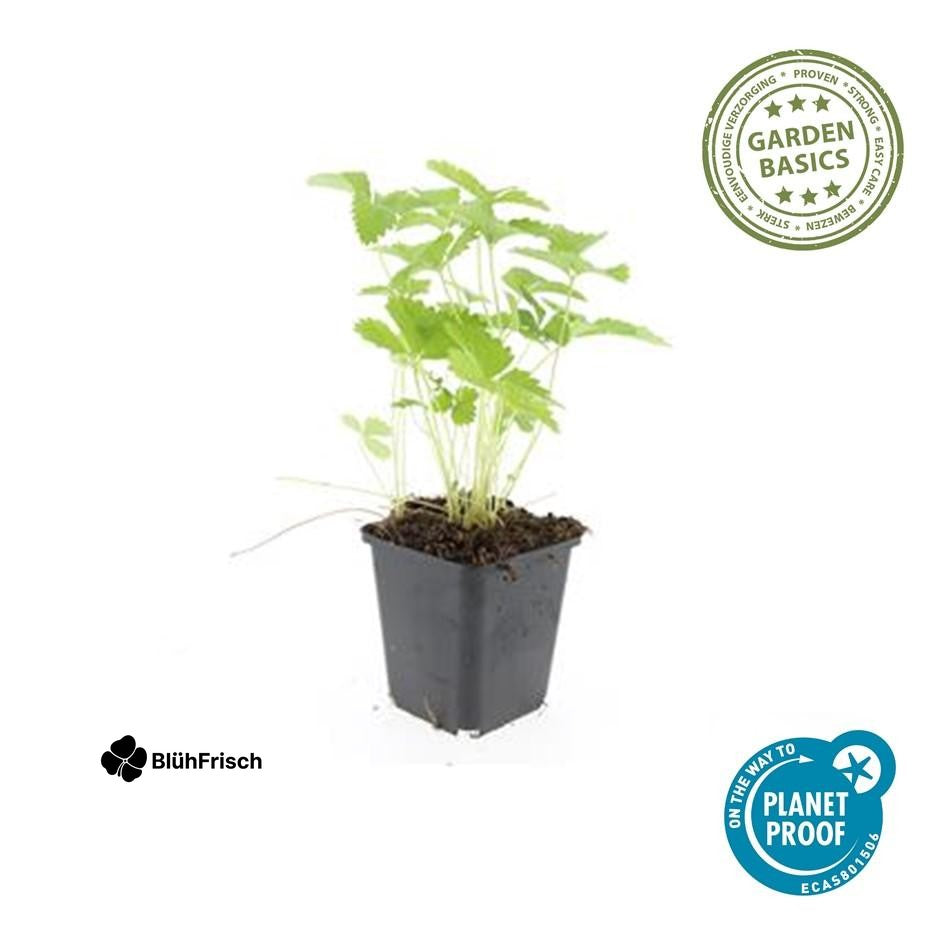 24x Fragaria vesca - ↕10-25cm - Ø9cm