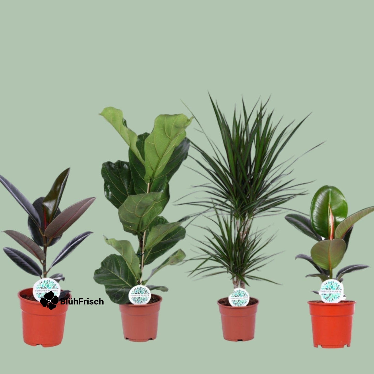 Zimmerpflanzen Blühfrisch-Mix - 4 Stücke - Ø17cm - ↕55-75cm