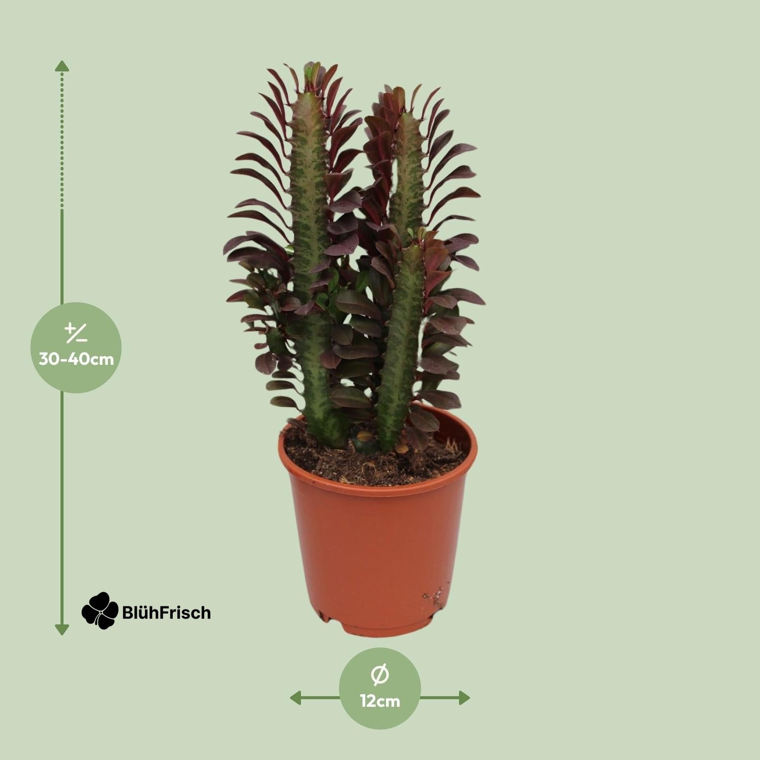 Kaktus 'Dreikantige Wolfsmilch' - Ø12cm - ↕40cm