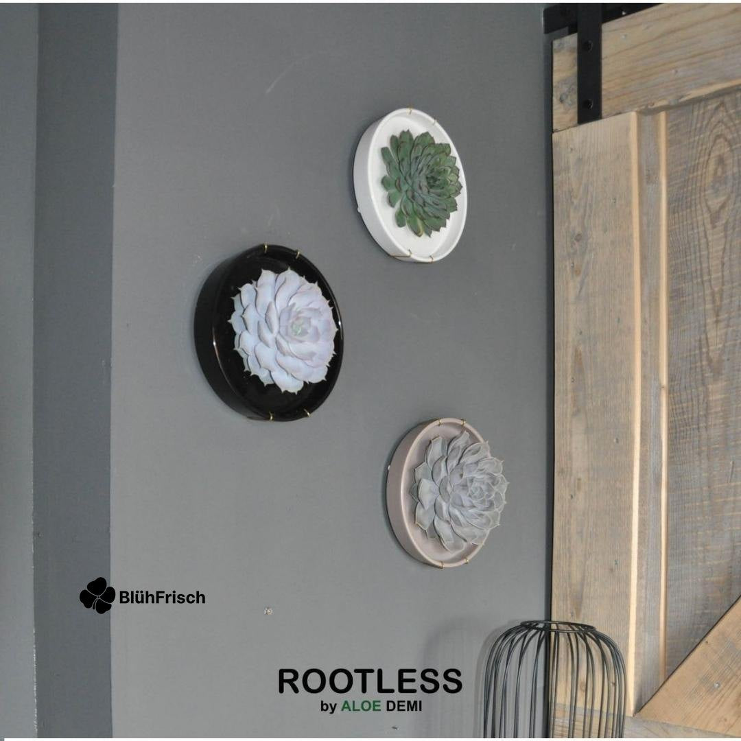 ROOTLESS Succulent Echeveria Lilacina in Schale 'schwarz' Ø20 cm - ↕5 cm