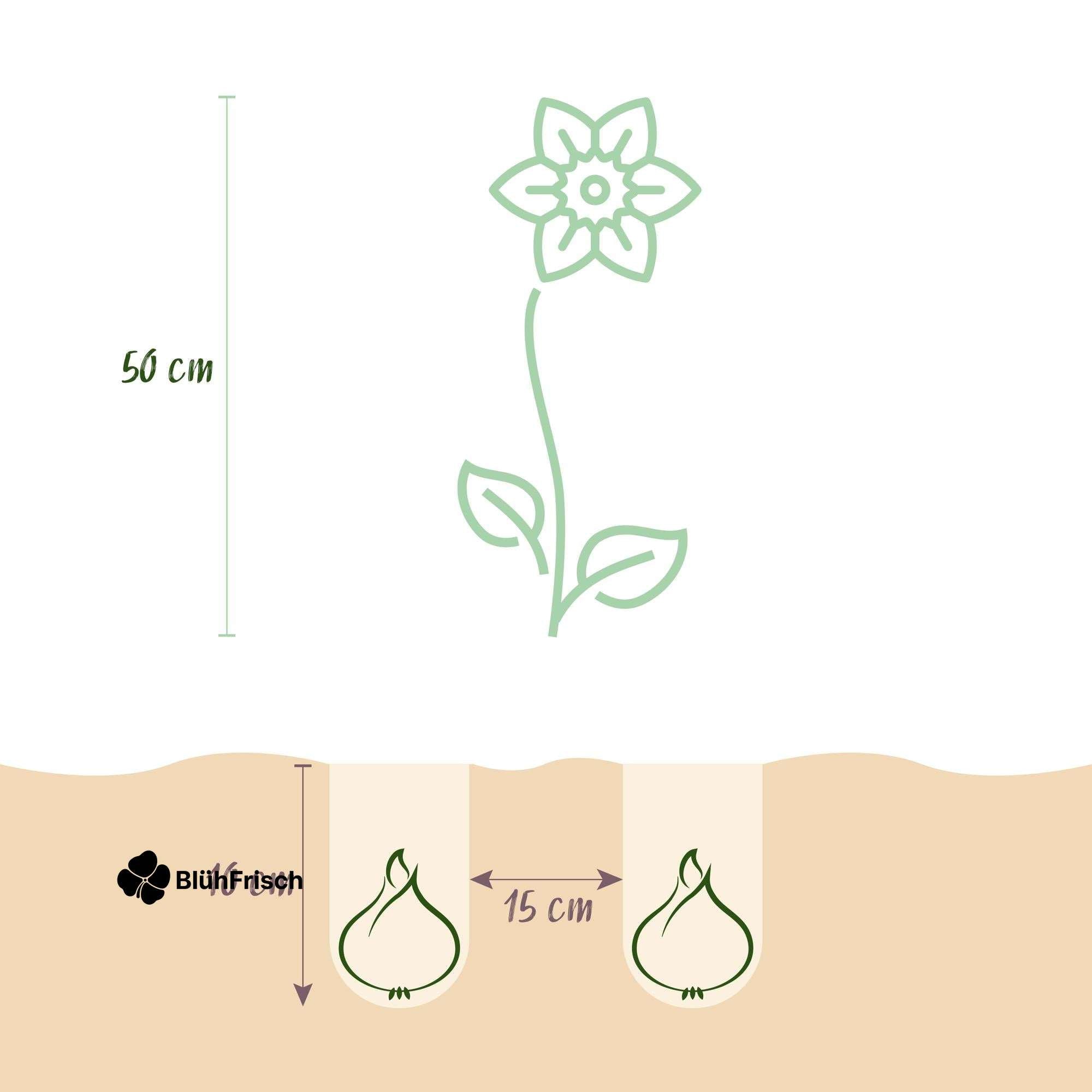 GreenboutiQ - Blumenzwiebeln - Tulpe Pink und Red - Bulbs Hardy Perennial - Farbe Rosa und Rot - 40 Stück - Zwiebelgröße 10/12