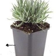 24x Lavandula int. 'Edelweiss' - ↕10-25cm - Ø9cm