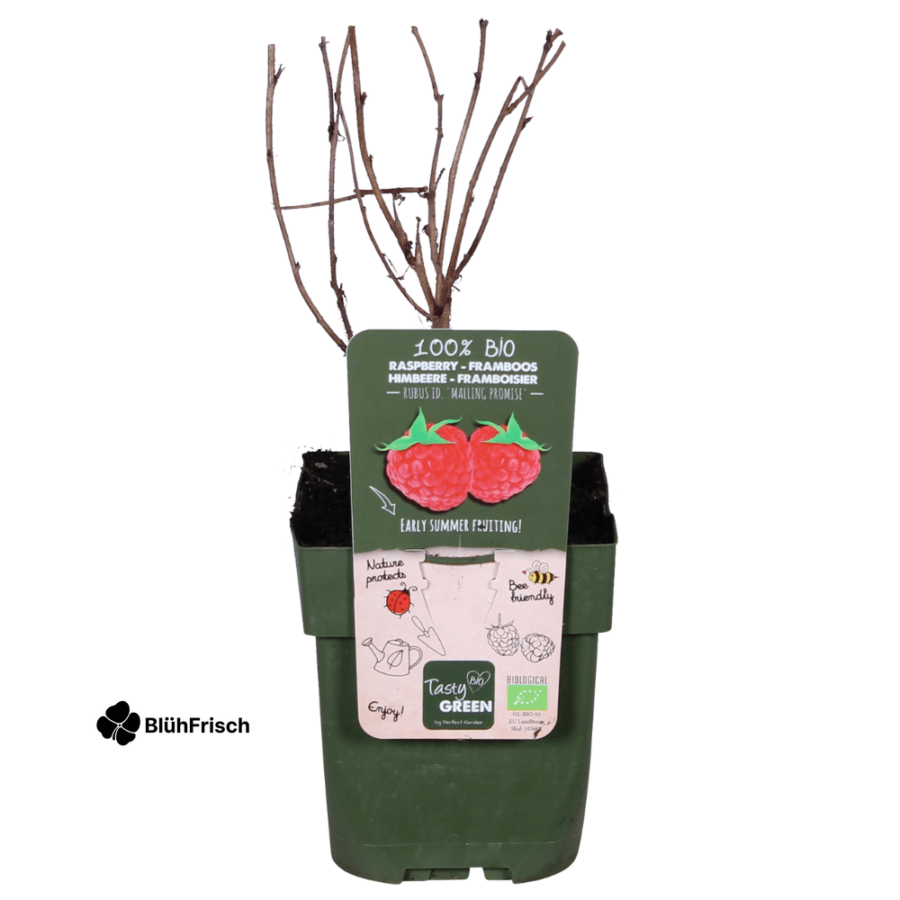 Rubus idaeus 'Malling Promise' - Ø13cm - ↕45cm