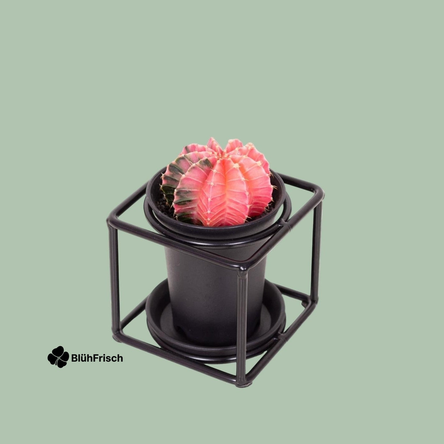Cactus In Design Frame - Ø10cm - ↕12cm