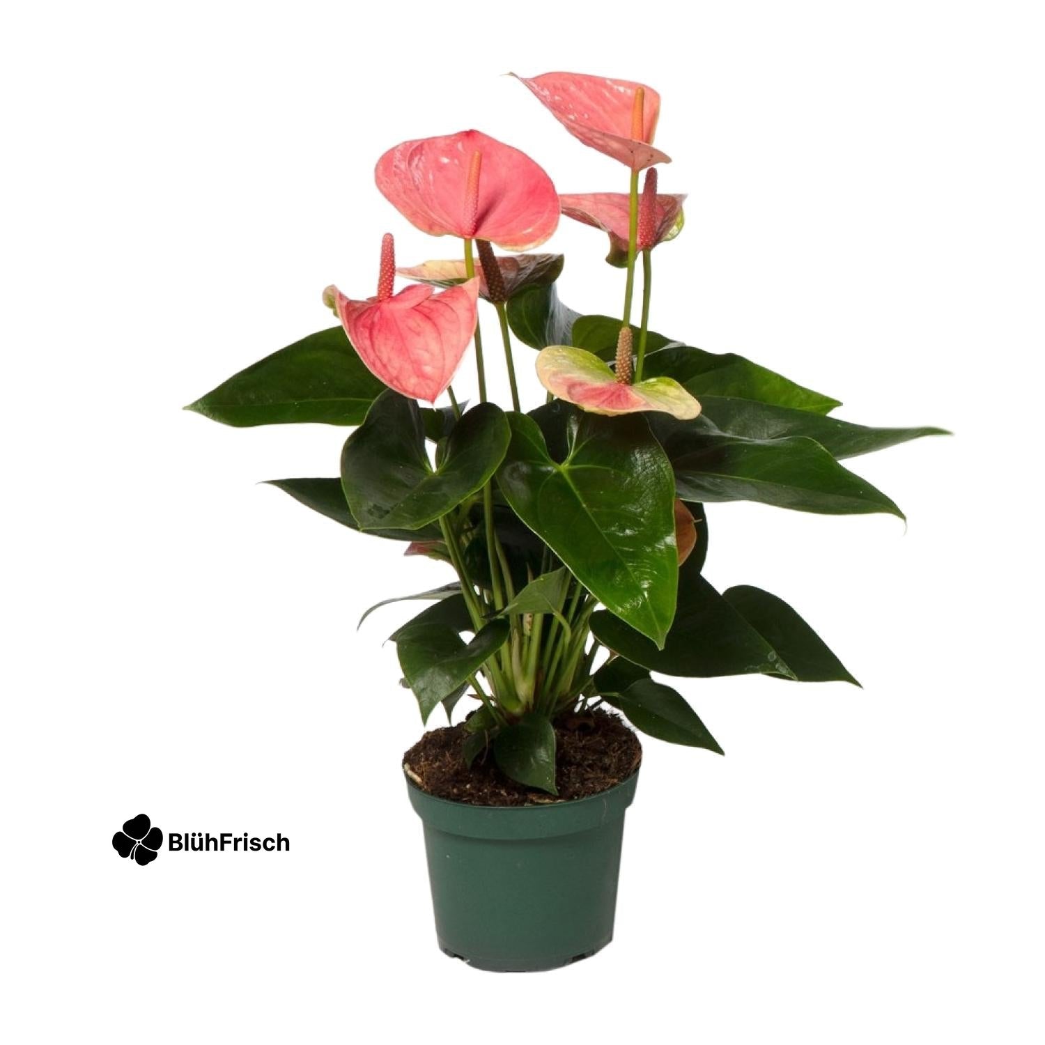 Anthurium Sweet Dream - Ø12cm - ↕35cm