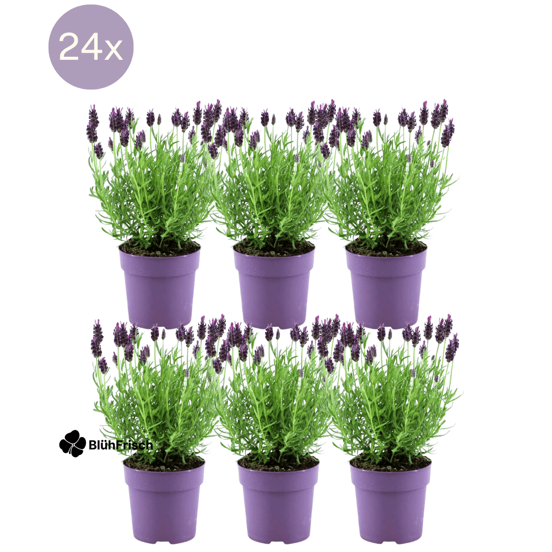 Plants by Frank - Lavandula stoechas Anouk® - 12 cm Topf - Set mit 6 französischen Lavendelpflanzen