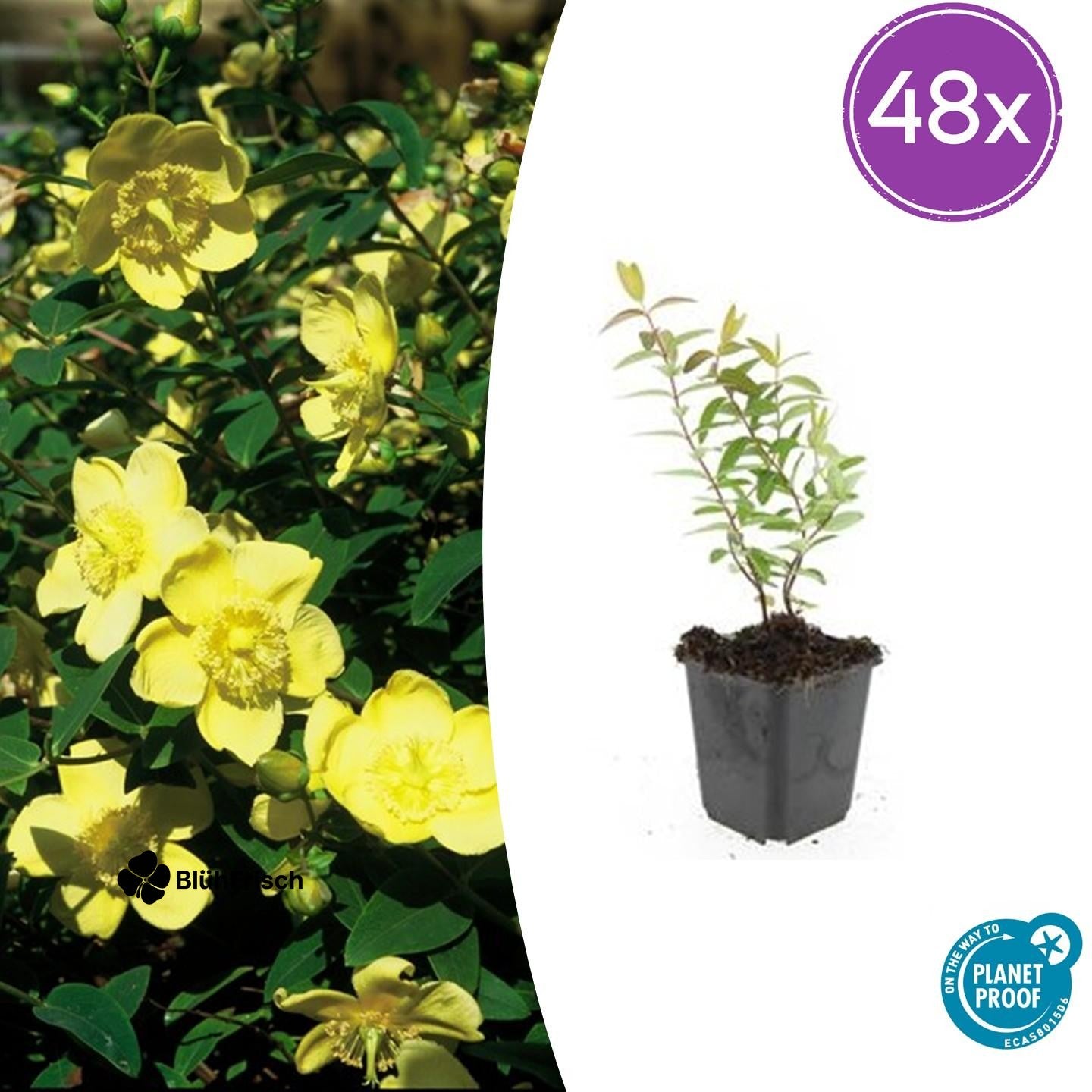 48x Hypericum 'Hidcote' - ↕10-25cm - Ø9cm