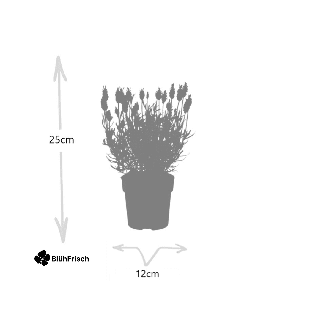 6x Lavandula stoechas Anouk® - 12 cm pot - Set van 6 Franse Lavendels