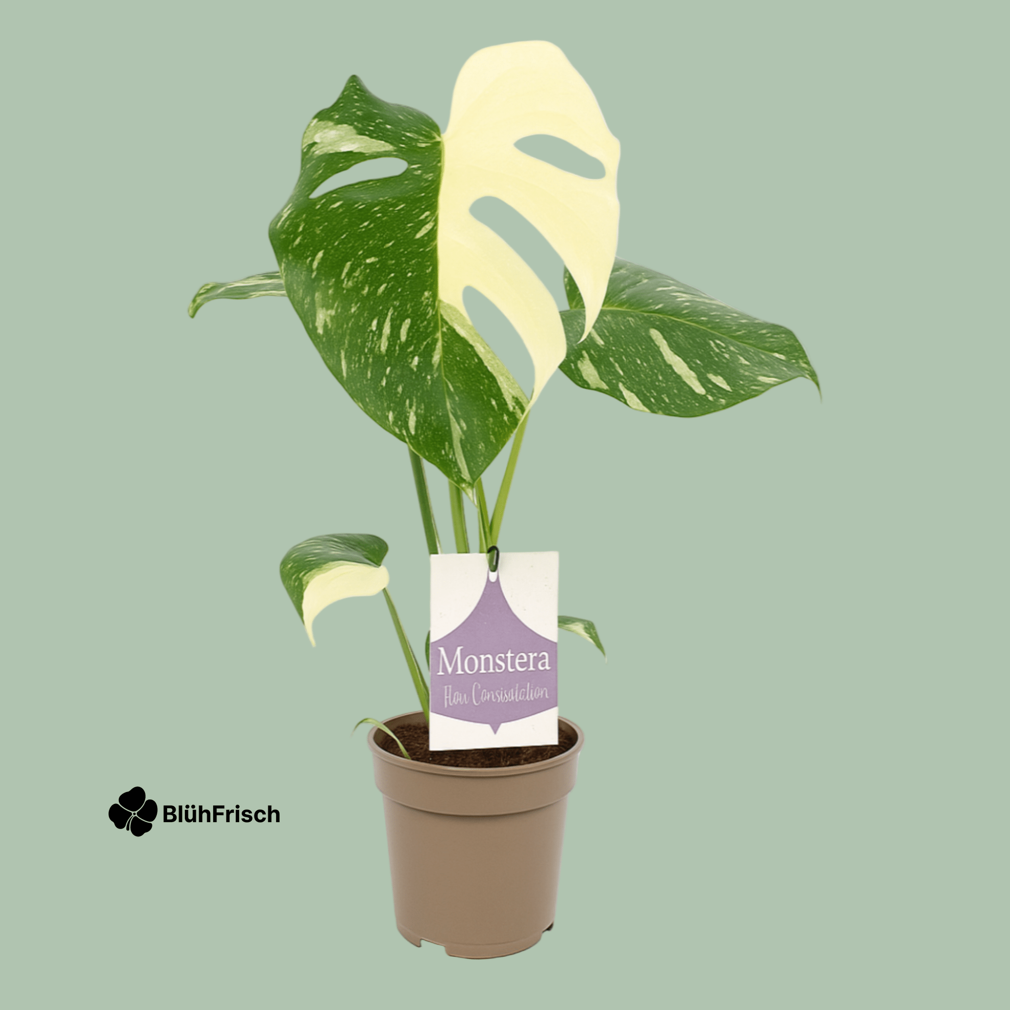 Monstera Thai Constellation 12cm - Ø12cm - ↕30cm