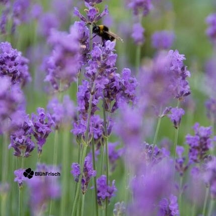 24x Lavandula ang. 'Munstead' - ↕10-25cm - Ø9cm