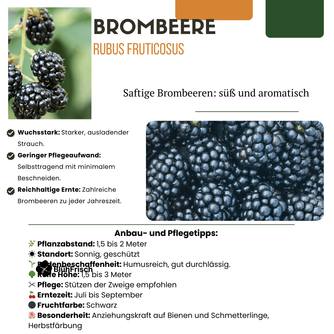 „Früchte-Party“ BIO Obstpflanzen-Mix – Set mit 3 verschiedenen Sorten