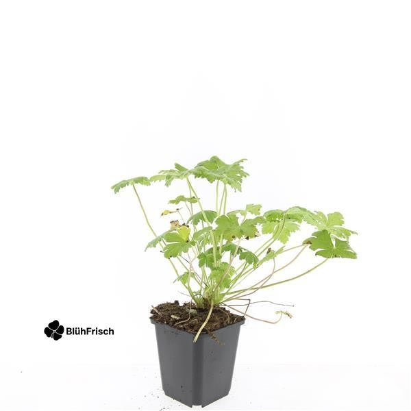 48x Geranium macr. 'Czakor' - ↕10-25cm - Ø9cm