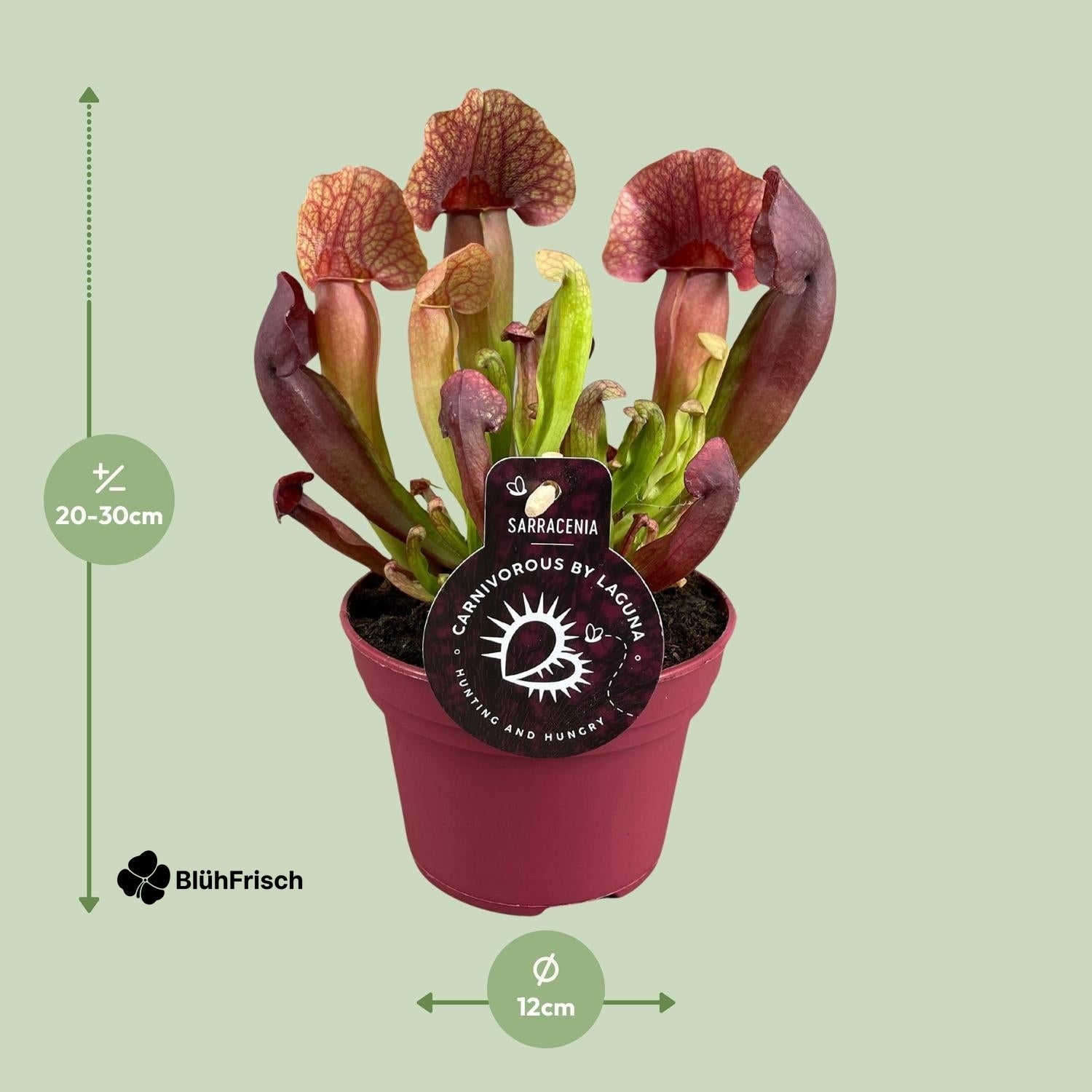 Sarracenia Catesbaei - Ø12cm - ↕23cm
