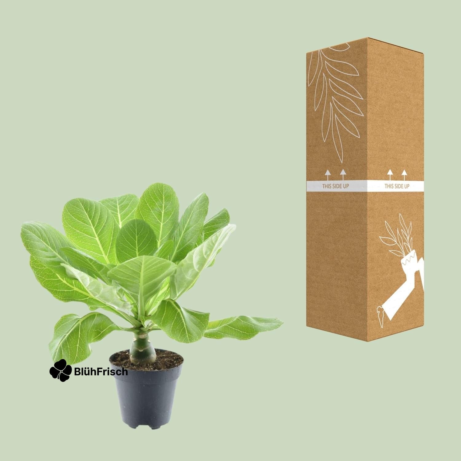 Brighamia Insignis 'Hawaii Palme' P12 - Ø12cm - ↕37cm