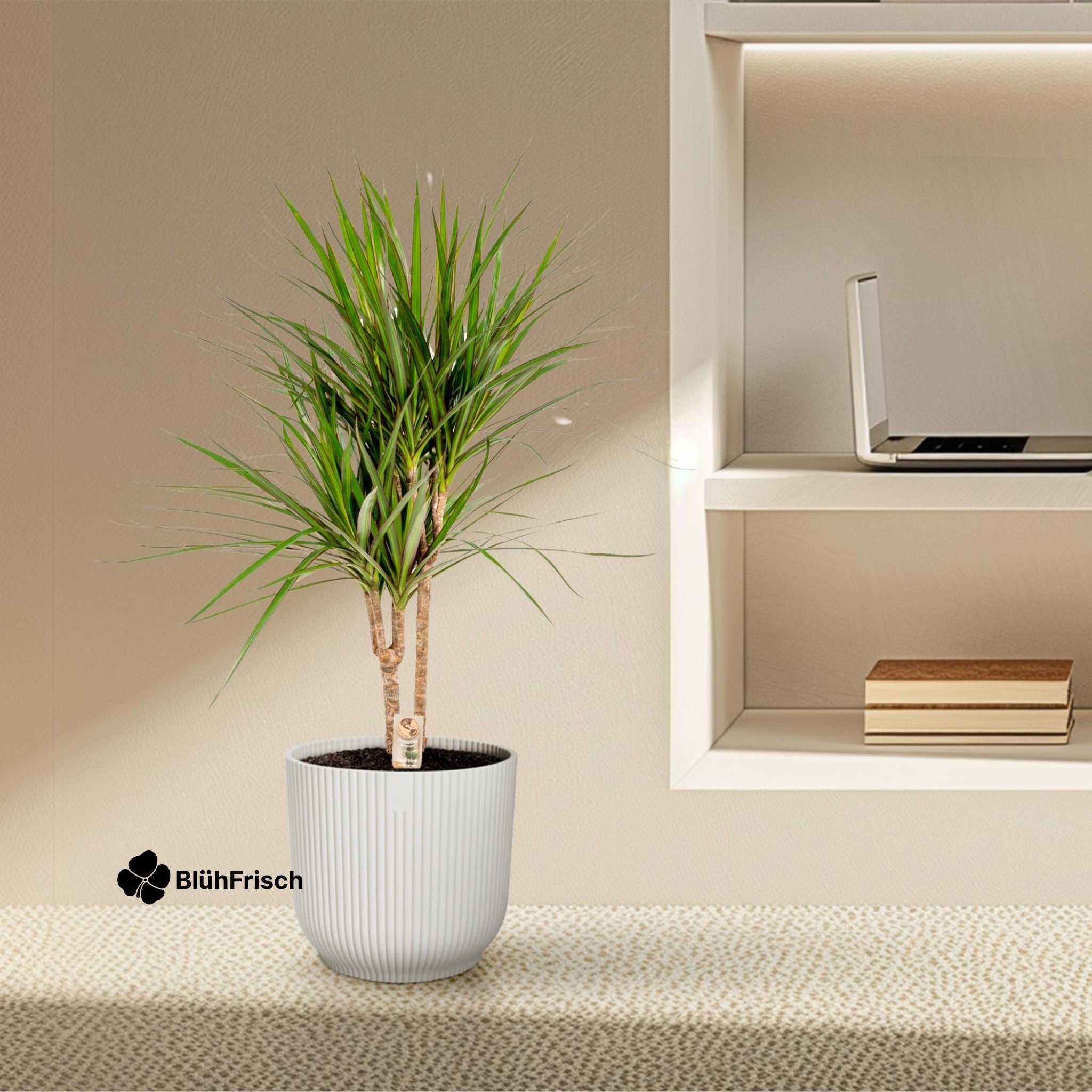 Dracaena Marginata - Ø17cm - ↕90cm