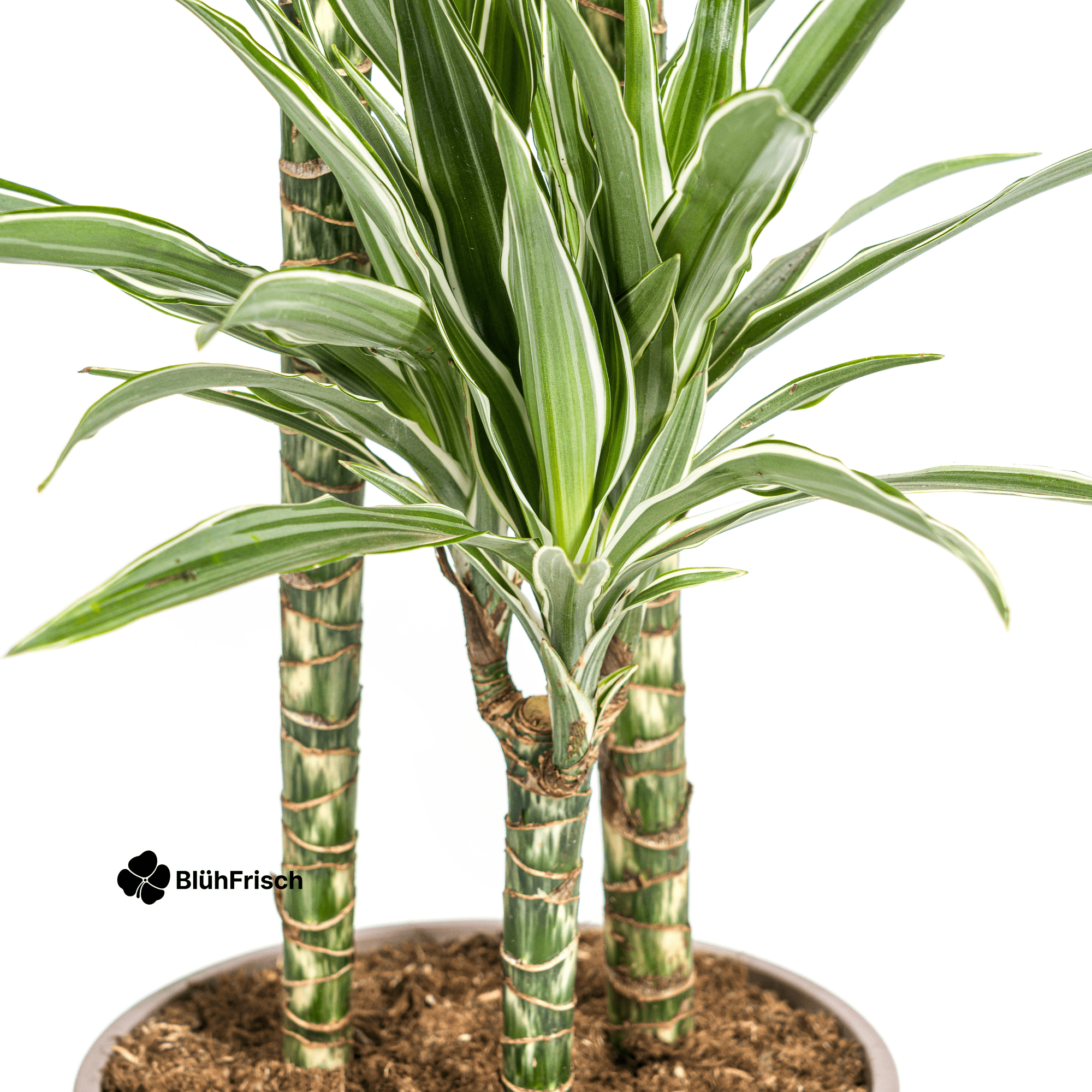 Dracaena Deremensis White Stripe mit Korb 130 - 150cm