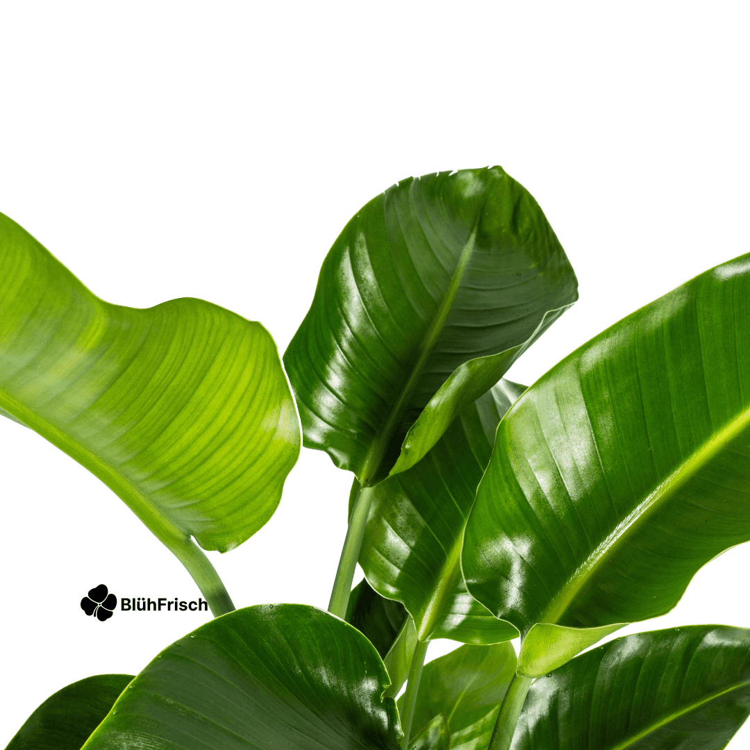 Strelitzia Nicolai Ø21cm - ↕90 - 110cm