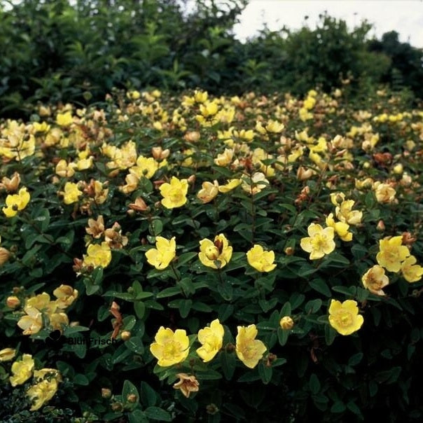 24x Hypericum dummeri 'Peter Dummer' - ↕10-25cm - Ø9cm
