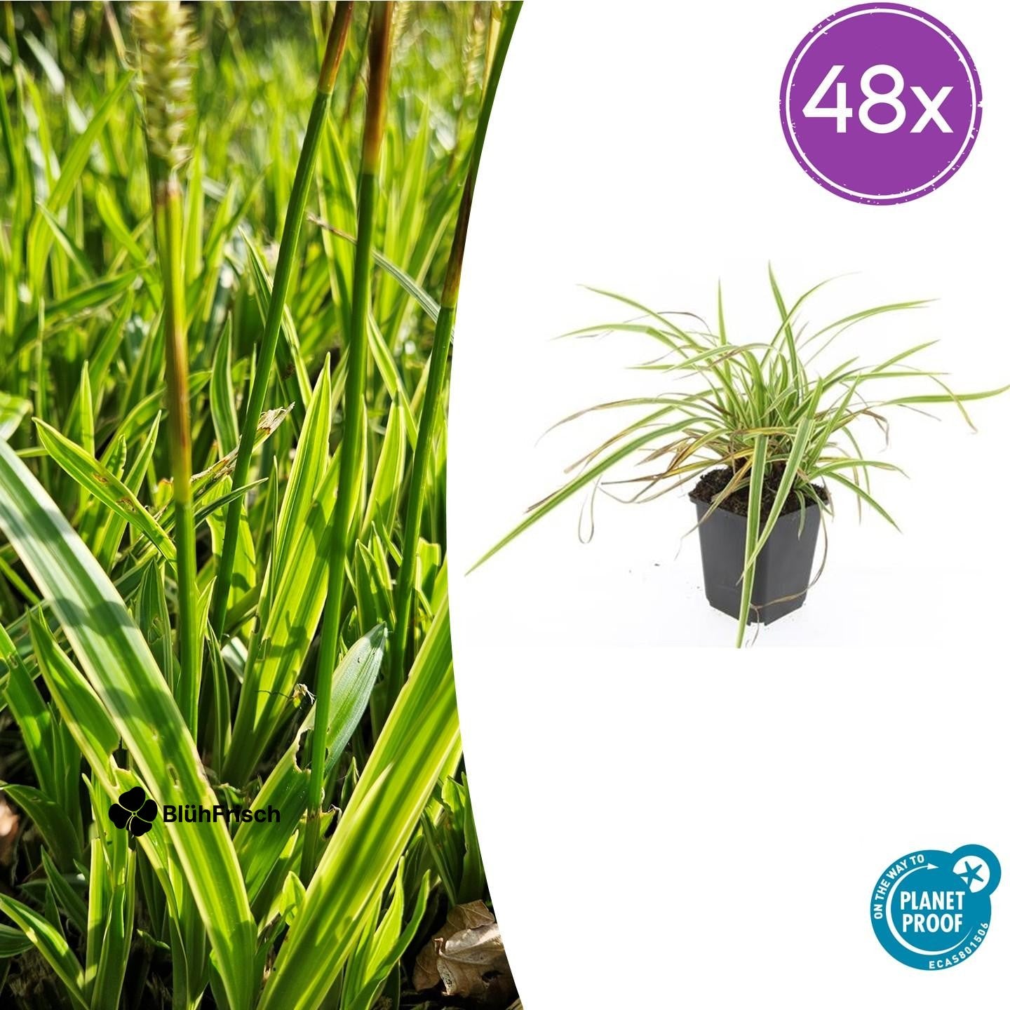 48x Carex morrowii 'Aureovariegata' - ↕10-25cm - Ø9cm
