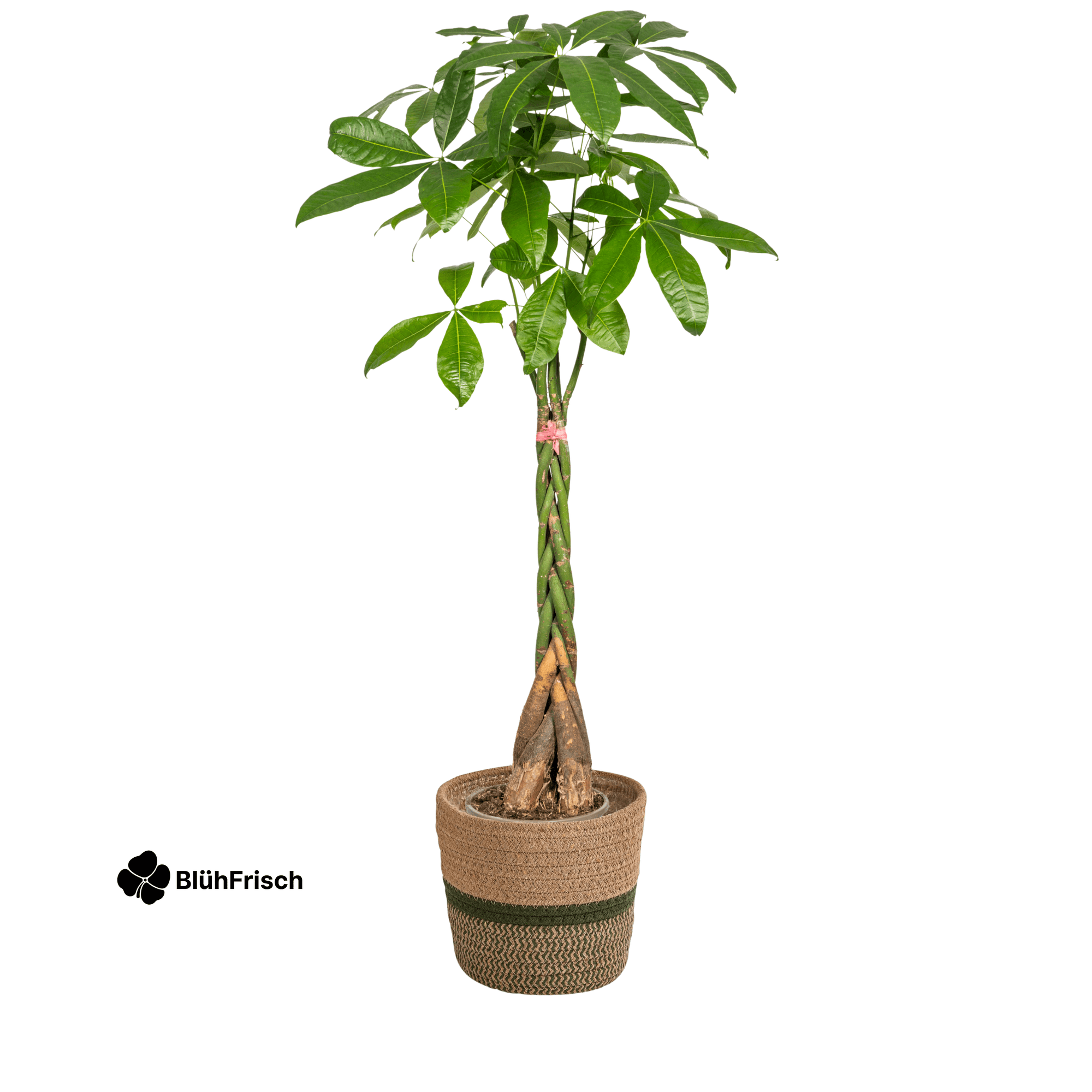 Pachira Aquatica mit Korb 120 - 140cm