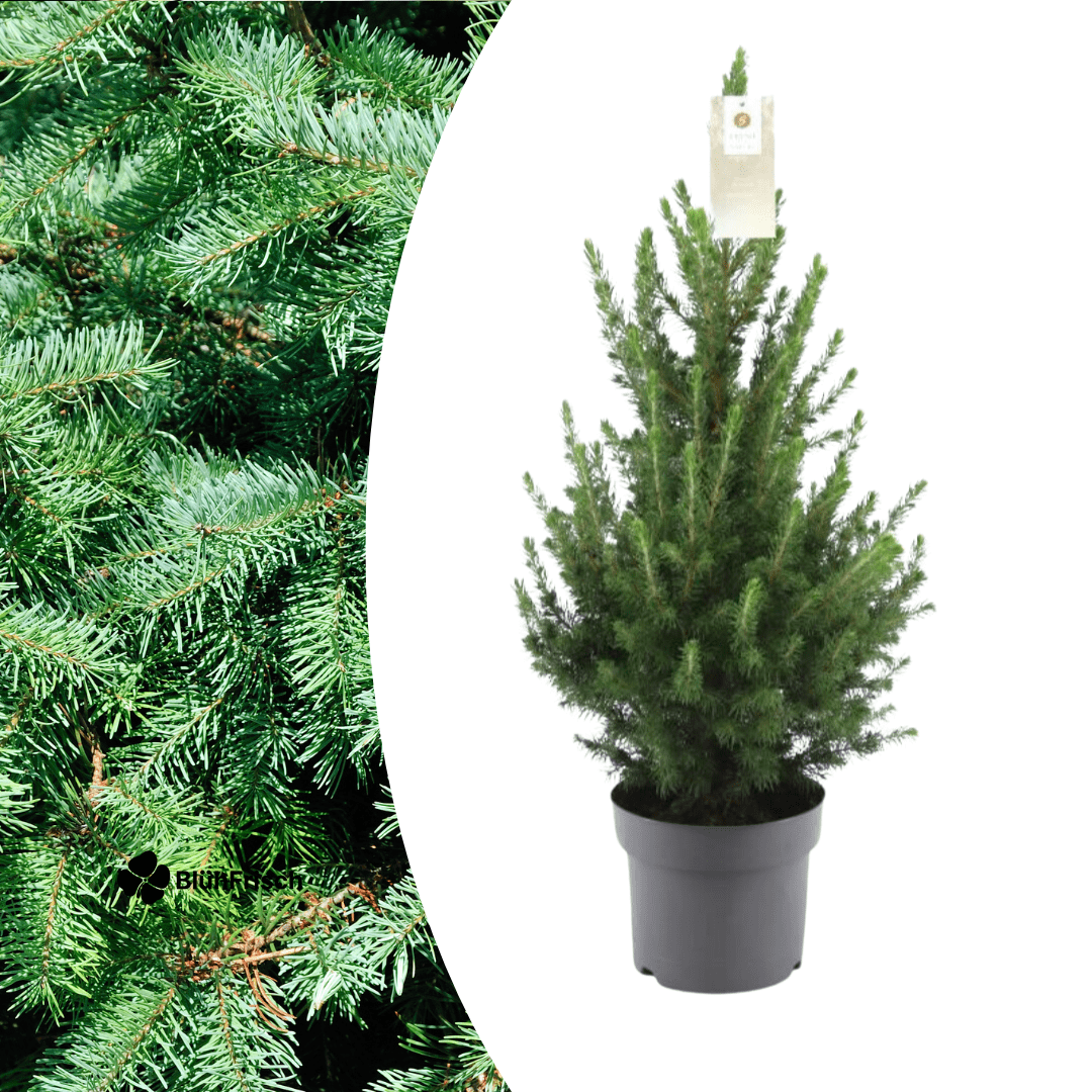 Kleiner Weihnachtsbaum – 70 cm – Picea Glauca Conica