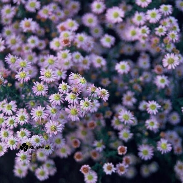 24x Aster ageratoides 'Stardust' - ↕10-25cm - Ø9cm