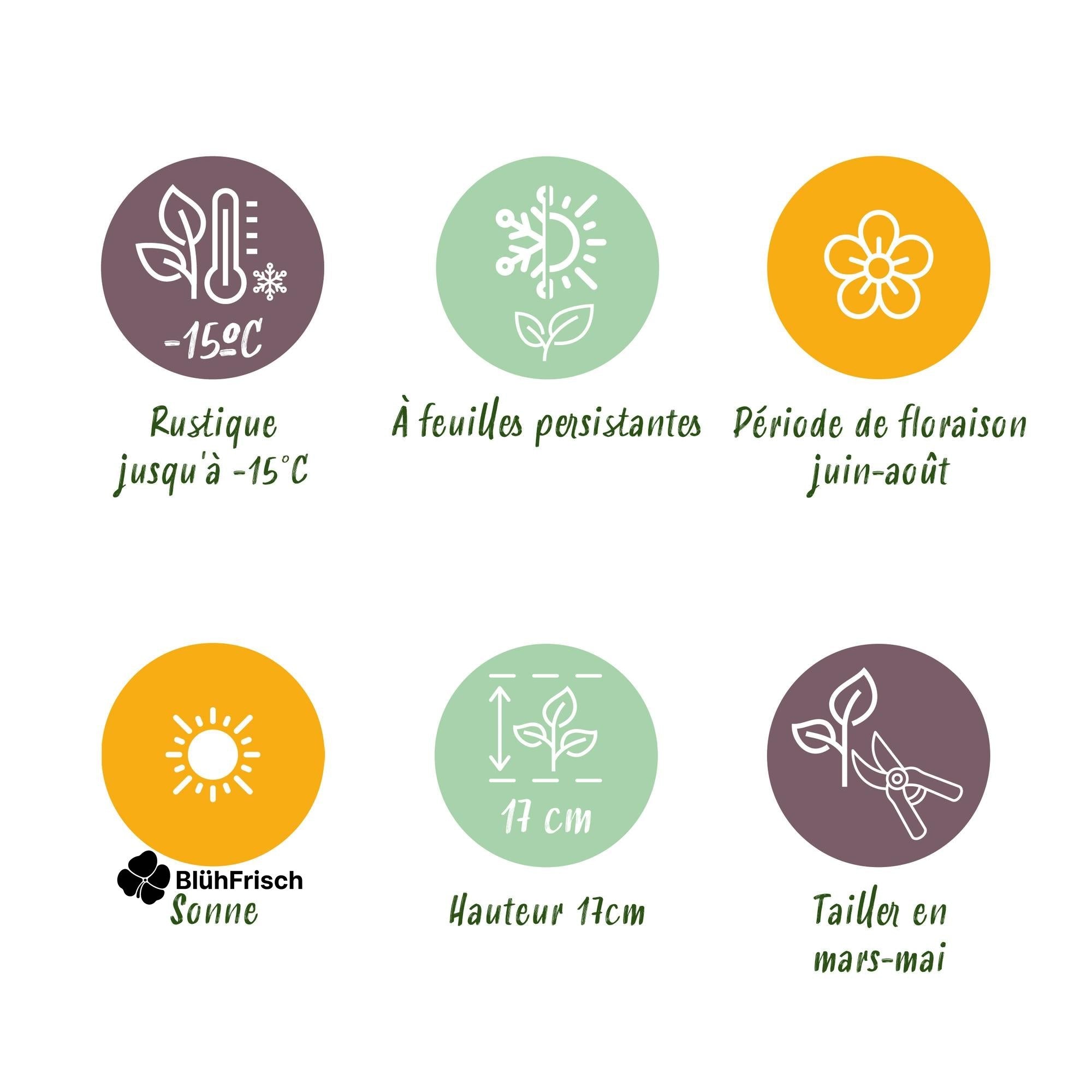 GreenboutiQ - Bodendecker - Winterhart - Delosperma Jewel of Dessert - 4 Pflanzen - Farben Rot - Orange - Lila - Rosa - Wenig Pflege - Topf 14cm Höhe 17cm