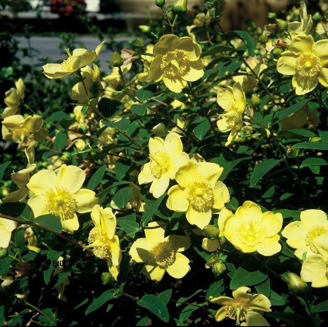 24x Hypericum 'Hidcote' - ↕10-25cm - Ø9cm