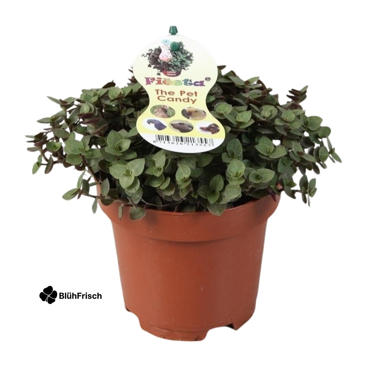 Calissia Repens - Ø12cm - ↕17cm