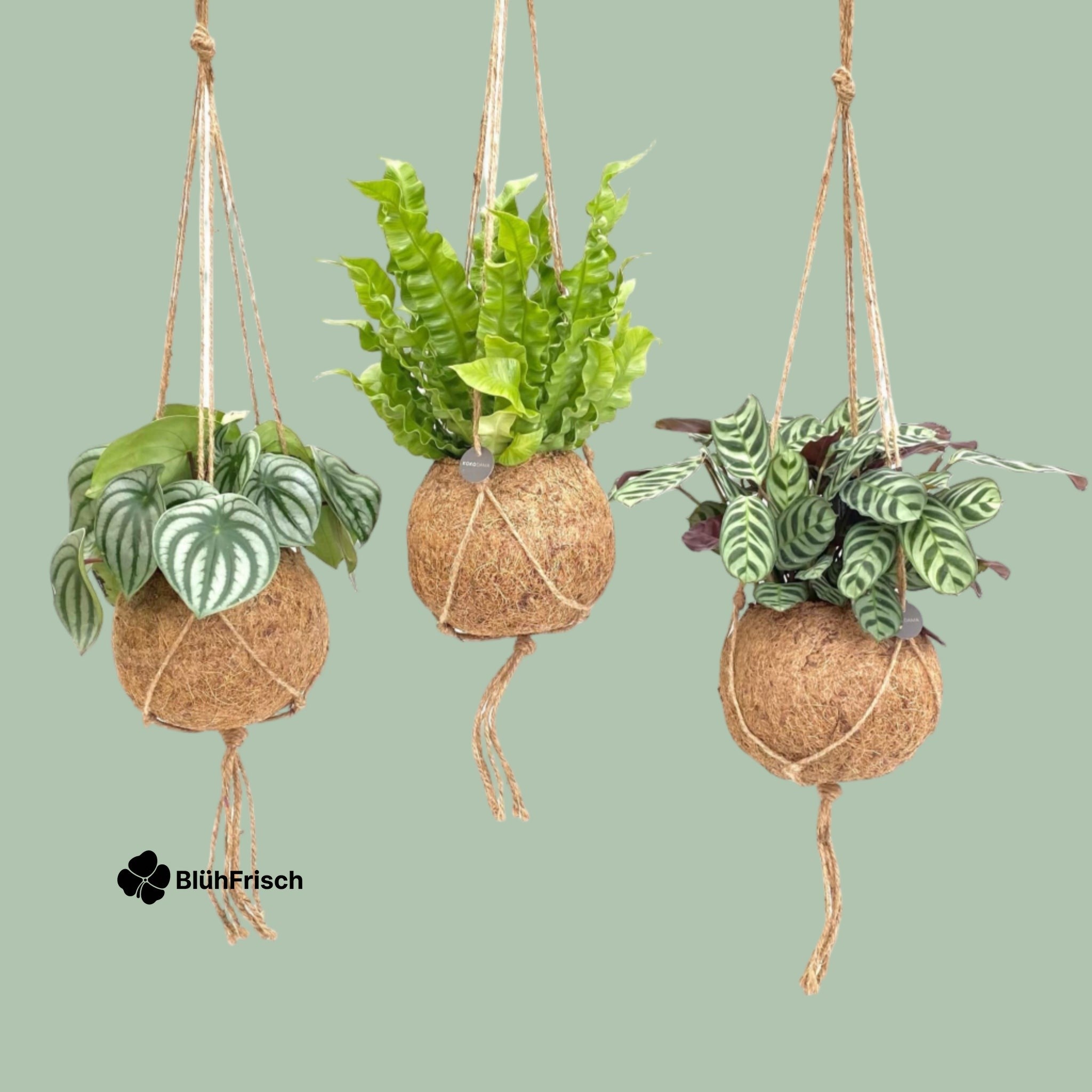 Kokodama Sukkulente Jungle Mix - 3 Stücke - Ø17cm - ↕28cm