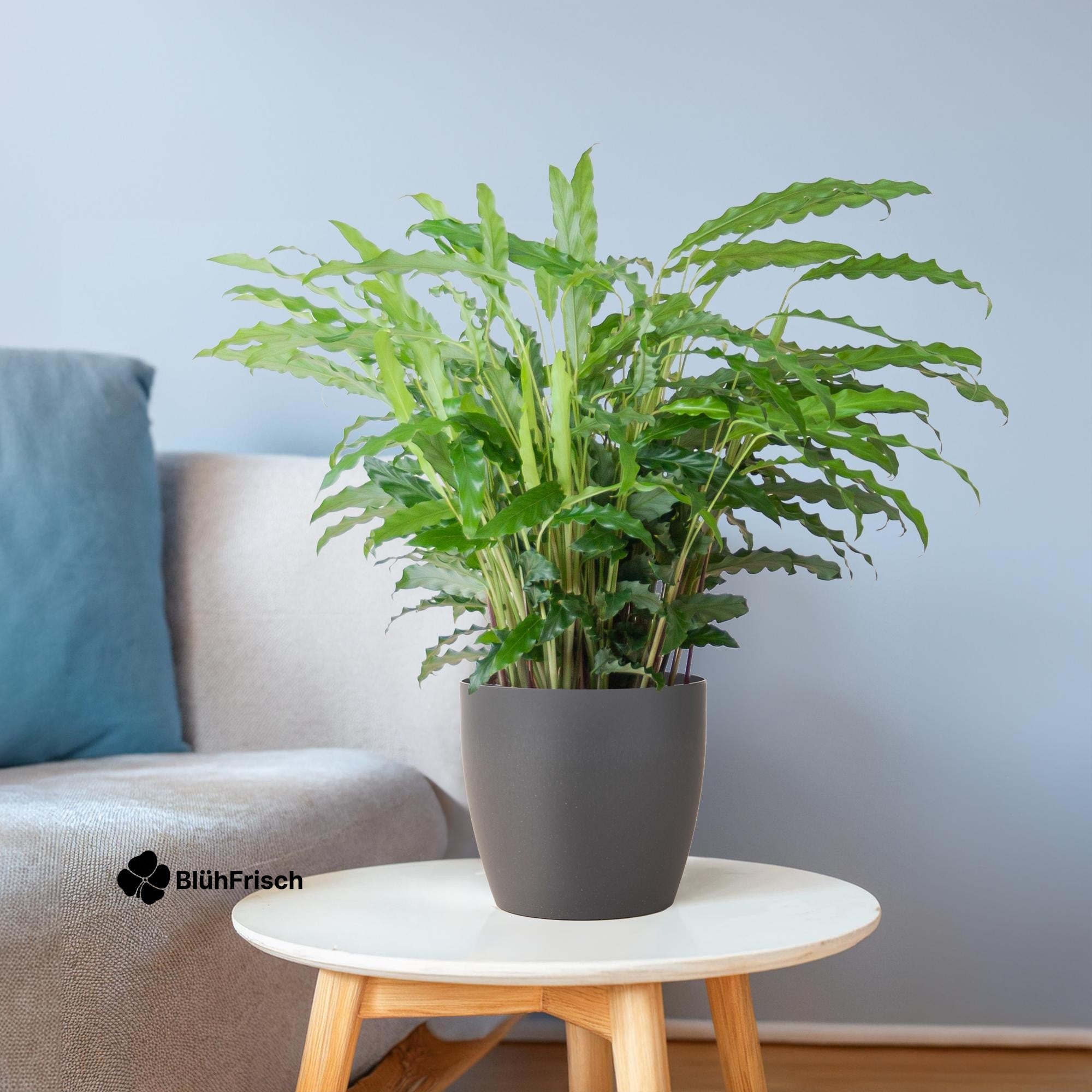 Calathea Rufibarba mit Viber Grau - 55cm - Ø17