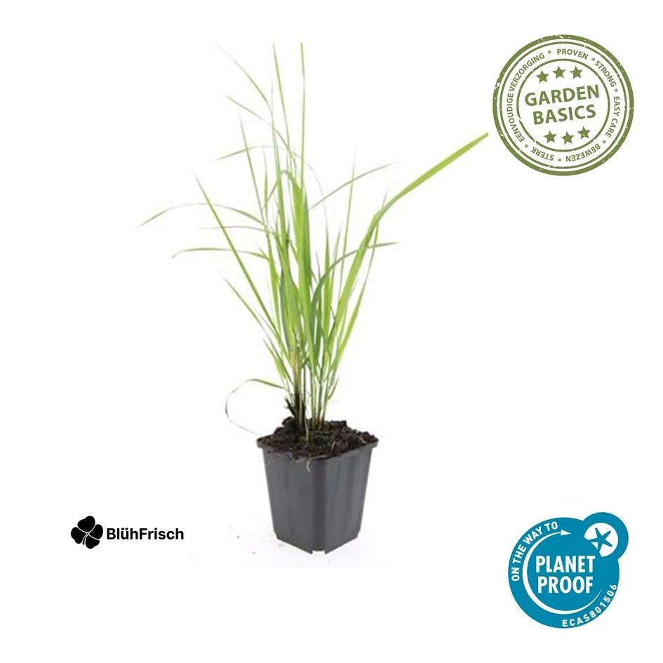 24x Calamagrostis acut. 'Karl Foerster' - ↕10-25cm - Ø9cm