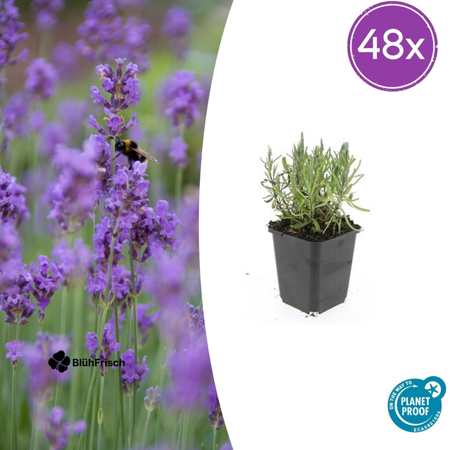 48x Lavandula ang. 'Munstead' - ↕10-25cm - Ø9cm