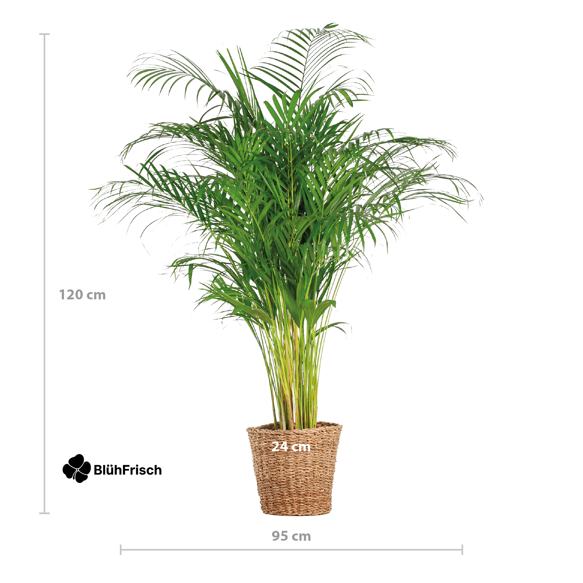 Areca-Palme Dypsis XL mit Korb Torun – 120 cm – Ø24