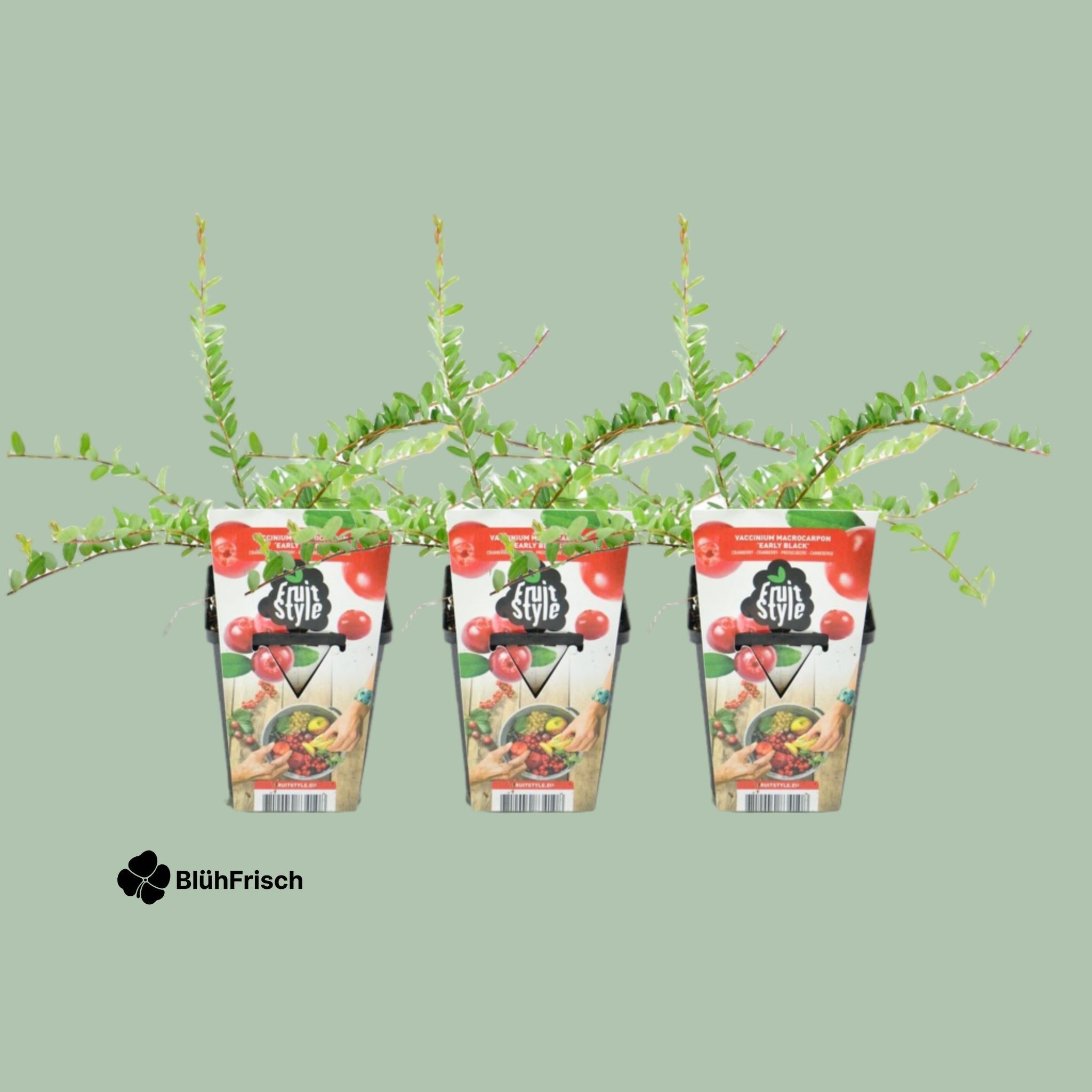 GreenboutiQ - Obstpflanzen - Blaubeere - Vaccinium macrophylla Early Black - Winterhart - 3 Pflanzen - Topf 9 cm - Dunkelrote Beere