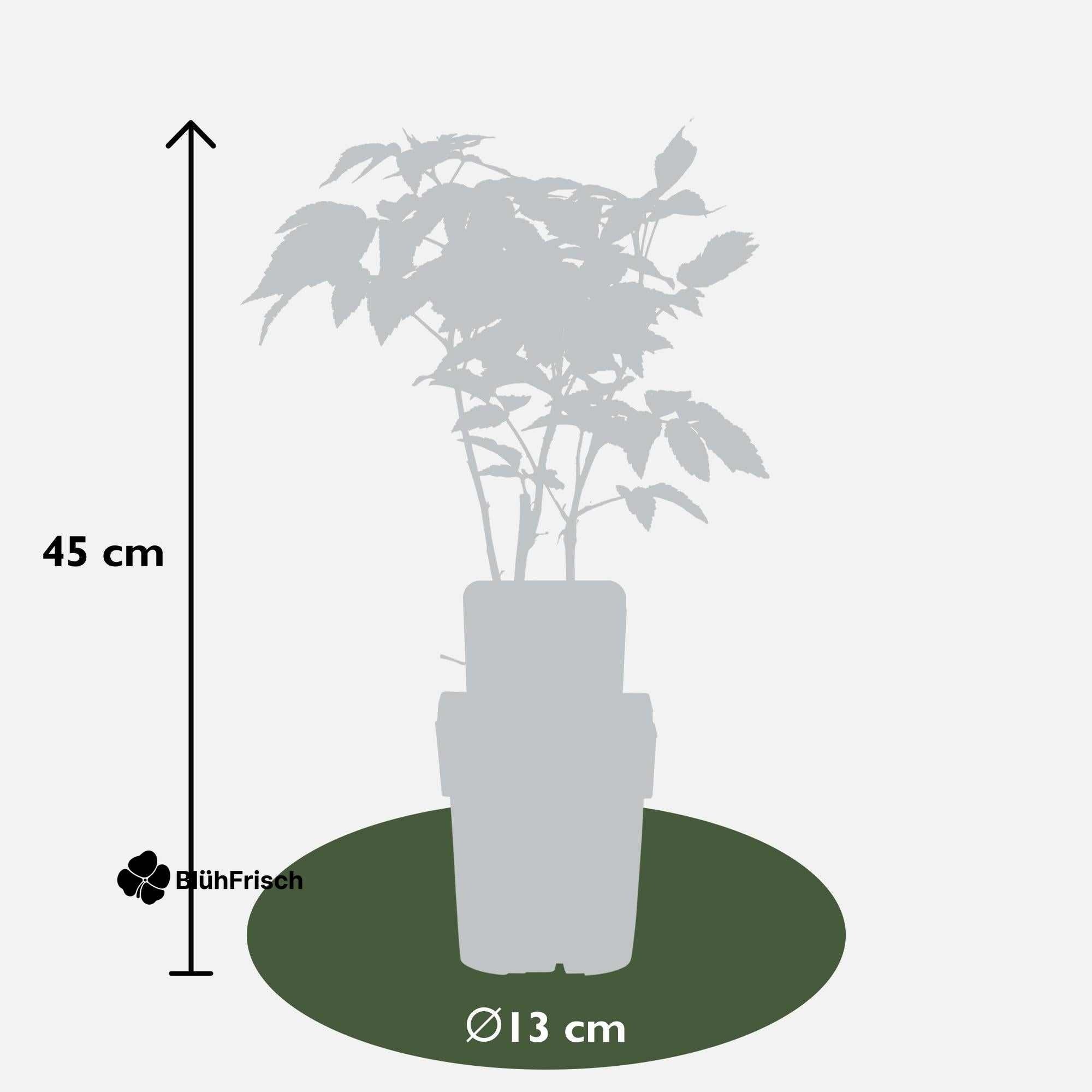 Rubus idaeus 'Malling Promise' - Ø13cm - ↕45cm