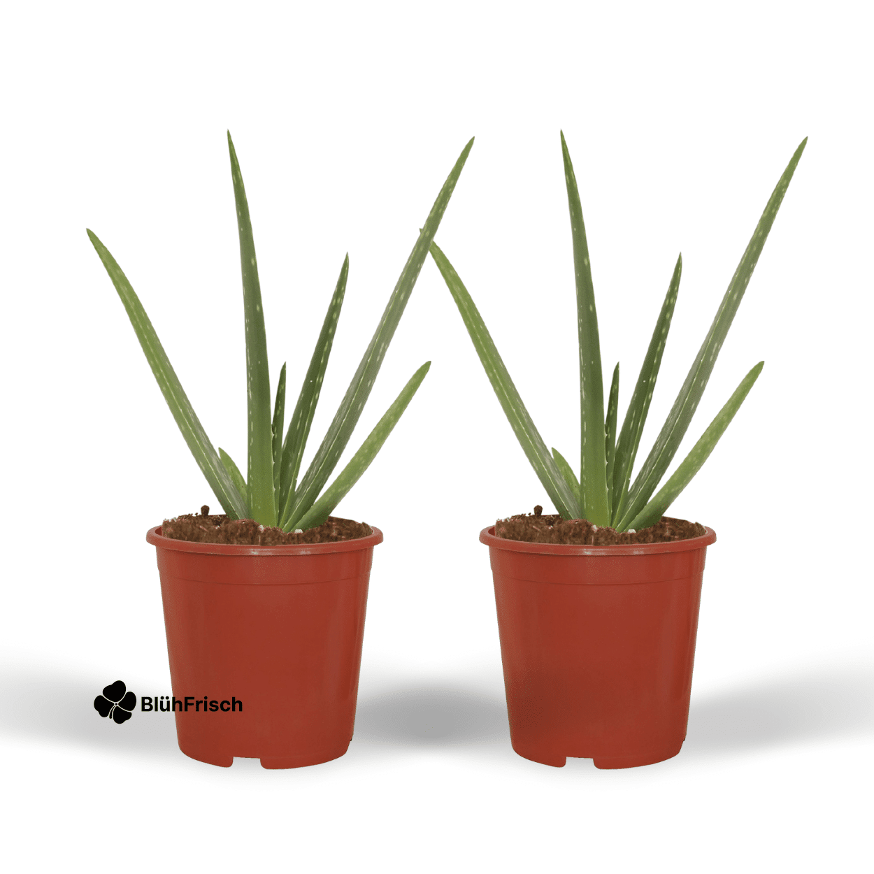 2x Aloe Vera - Sukkulente - 40cm - ø12
