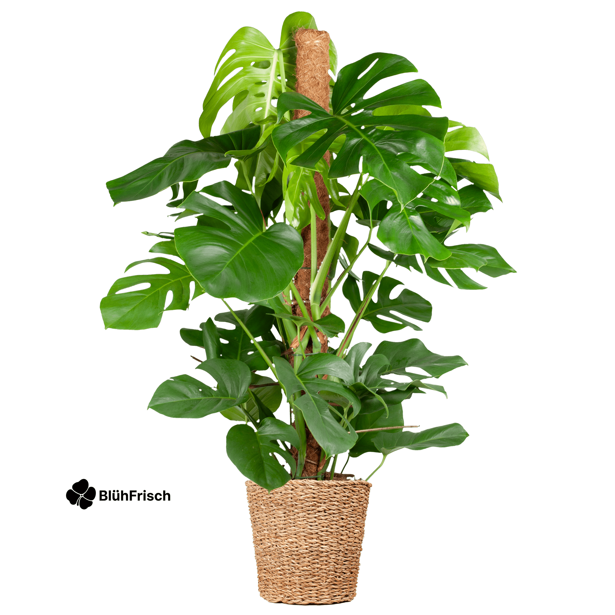 Monstera Deliciosa XL mit Torun-Korb – 120 cm – Ø24
